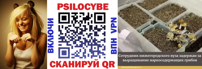 Псилоцибиновые грибы GOLDEN TEACHER  Иркутск 
